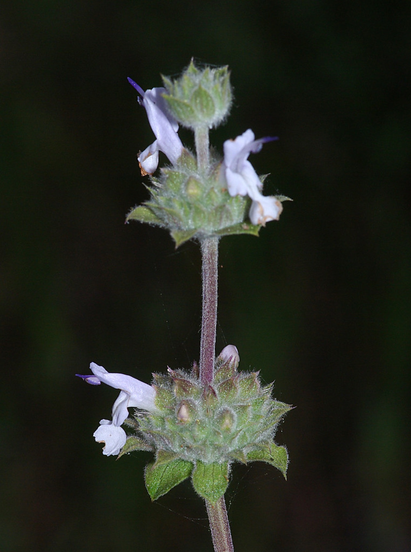 Black Sage — photo 17