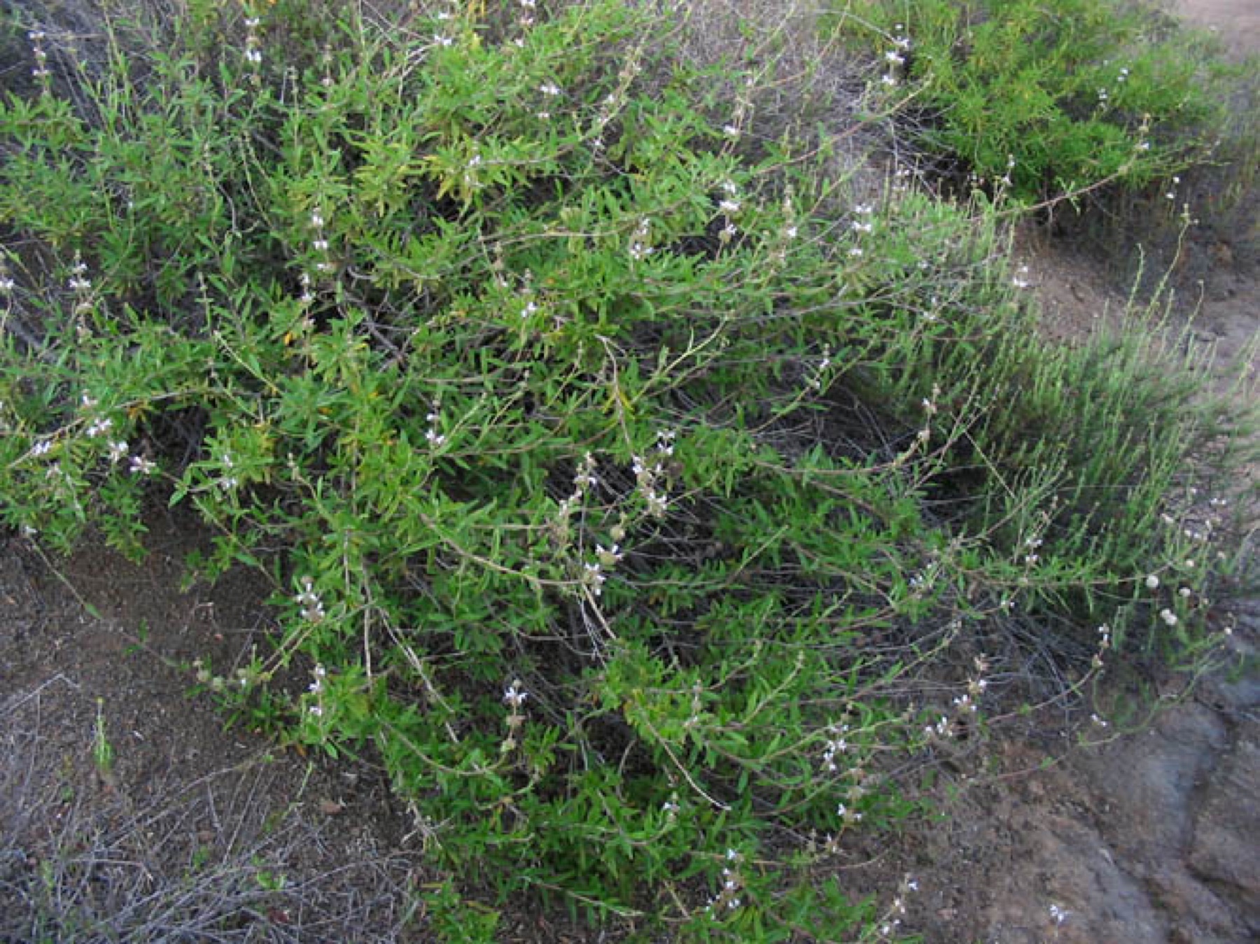 Black Sage — photo 19