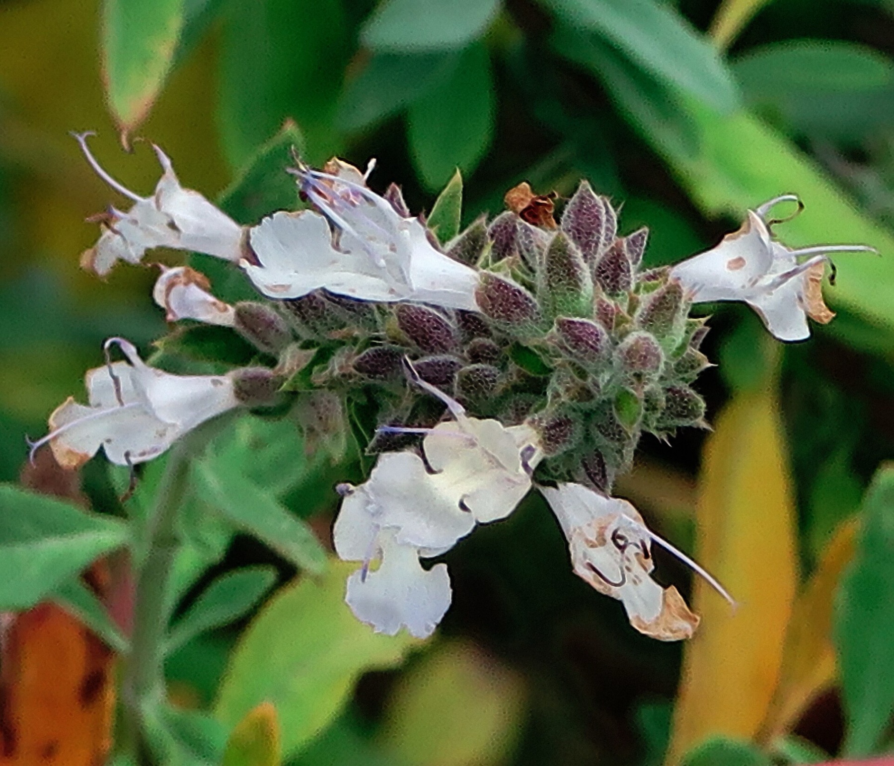 Black Sage — photo 20