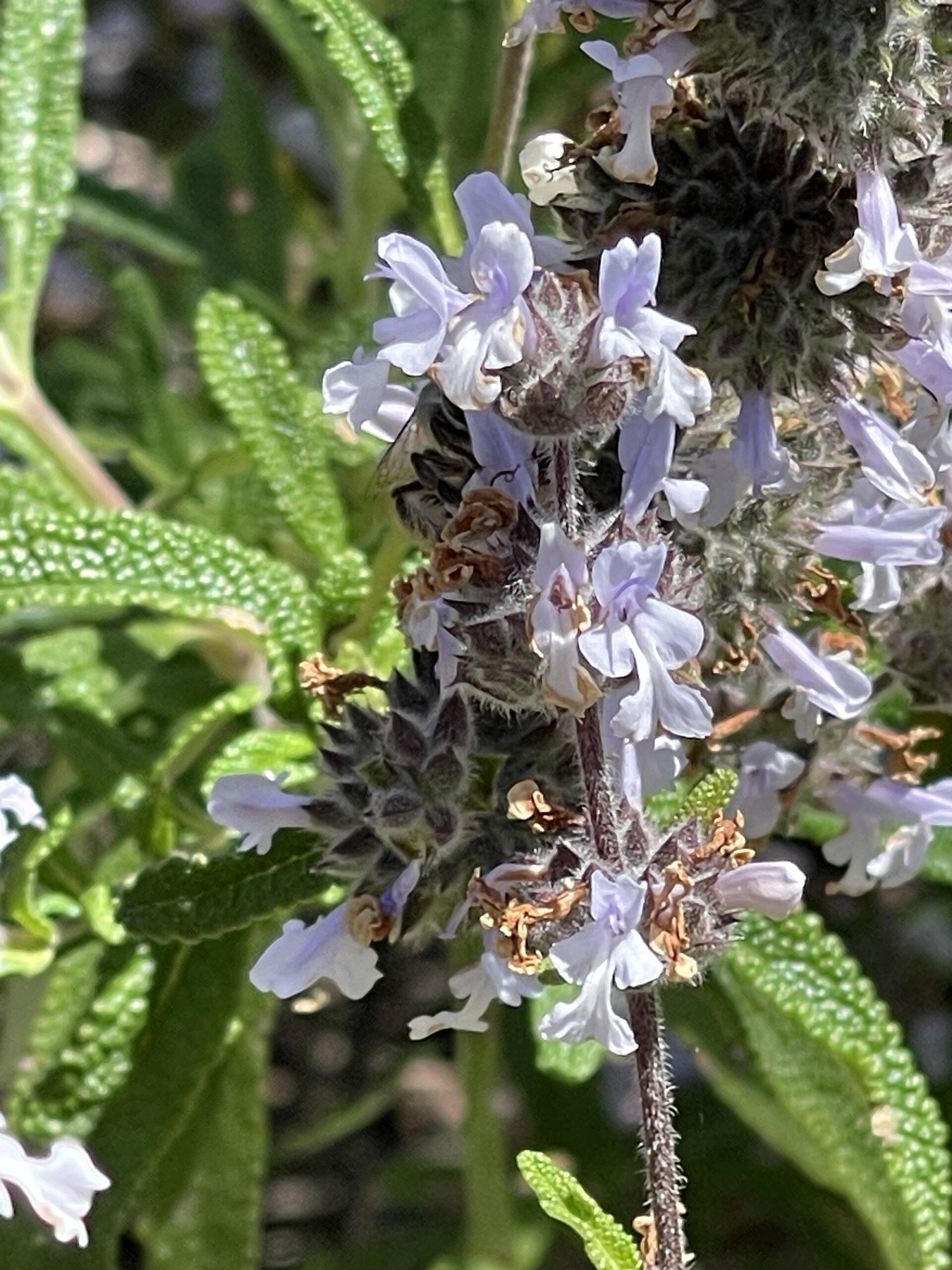 Black Sage — photo 21