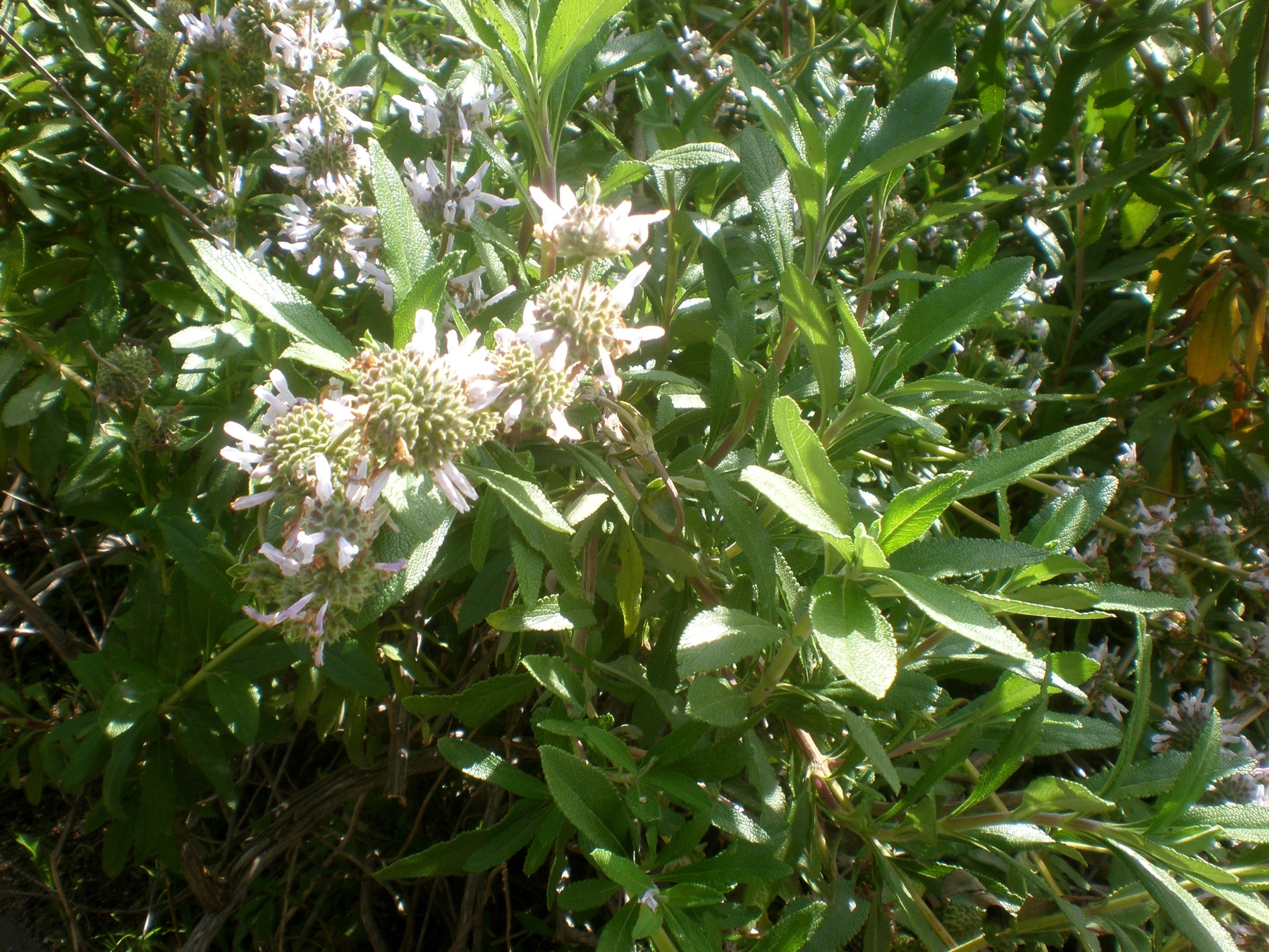 Black Sage — photo 22
