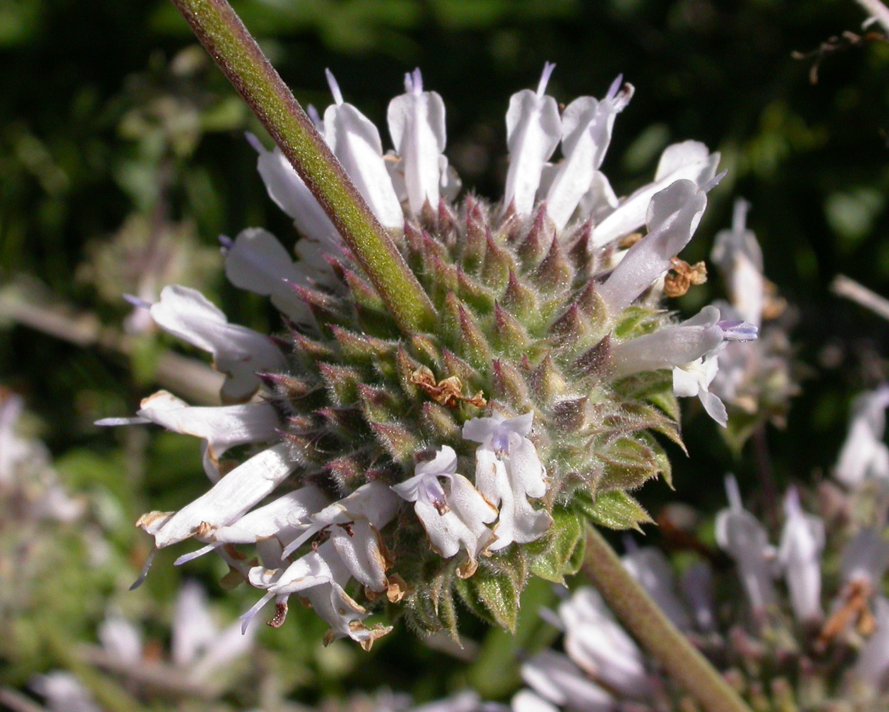 Black Sage — photo 23