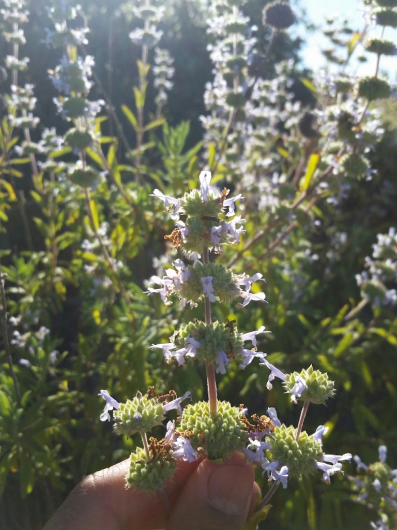 Shrub — e.g. Black Sage
