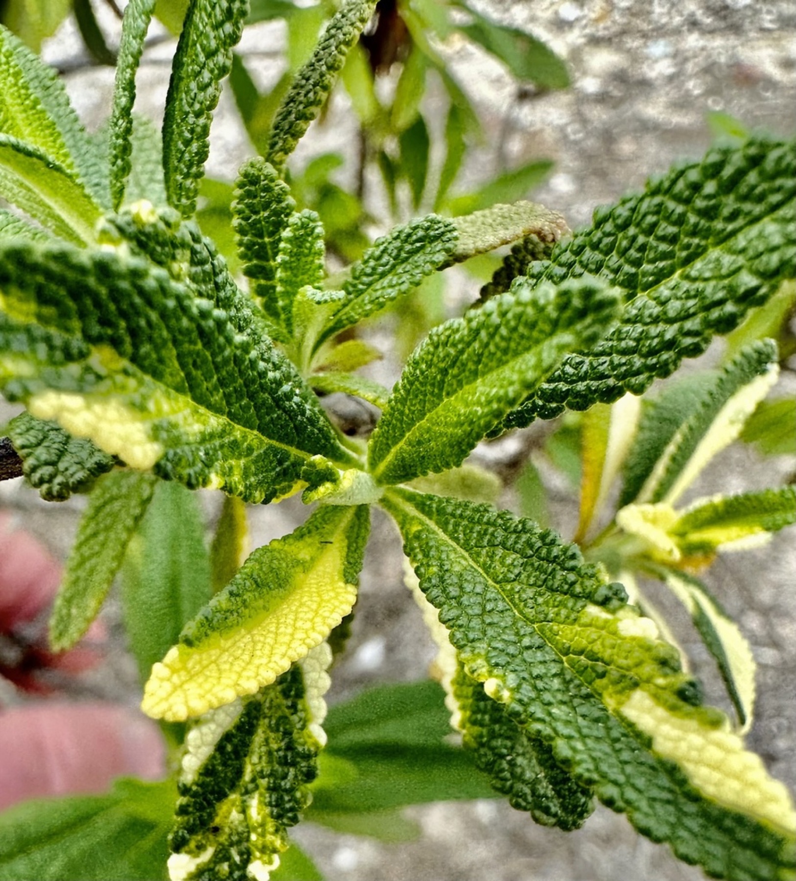 Black Sage — photo 2