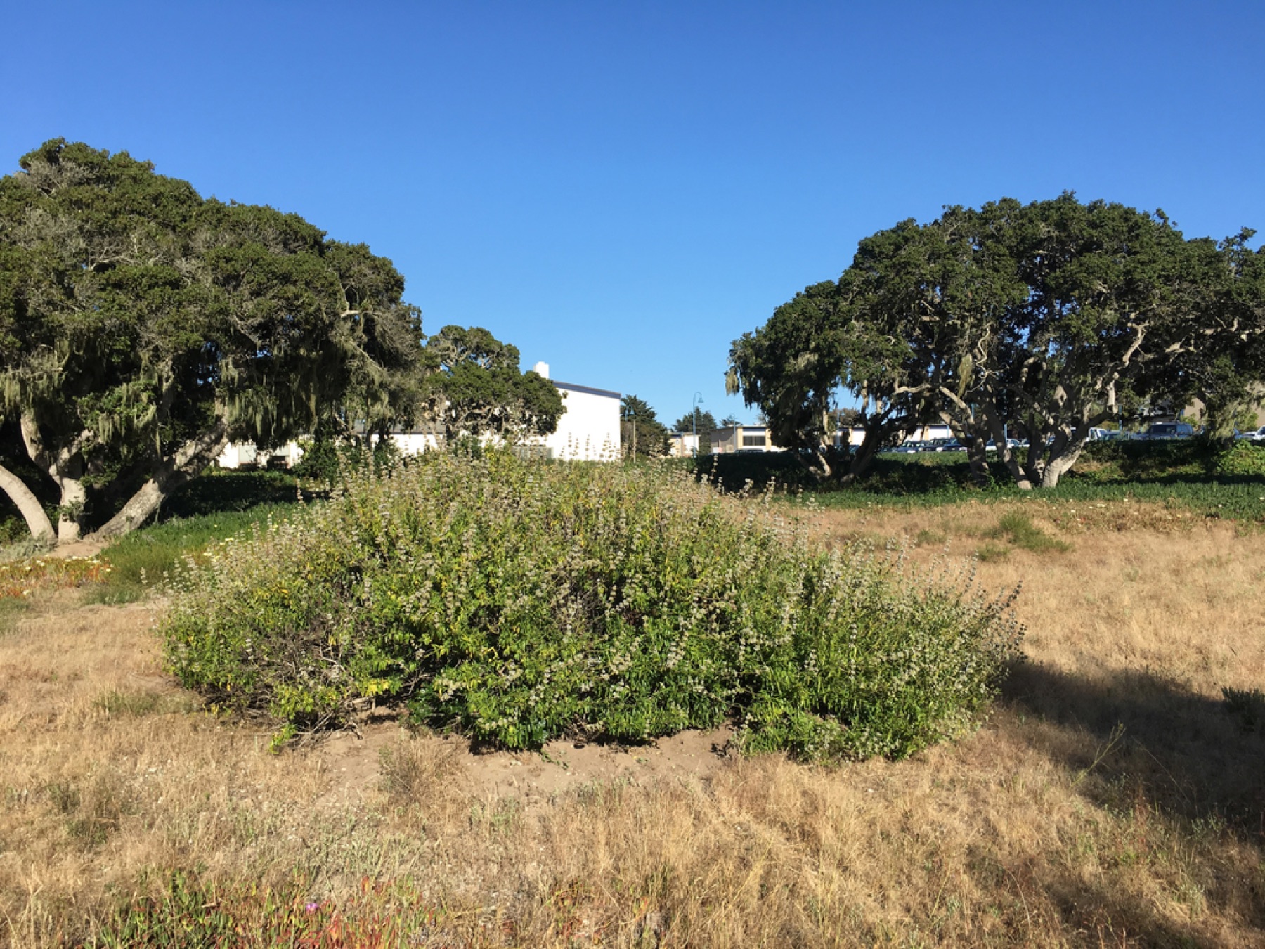 Black Sage — photo 3