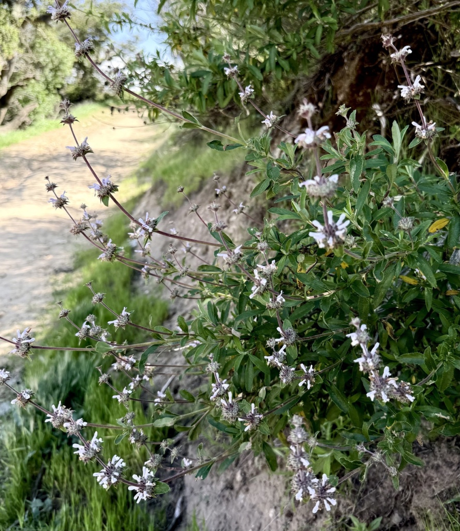 Black Sage — photo 4