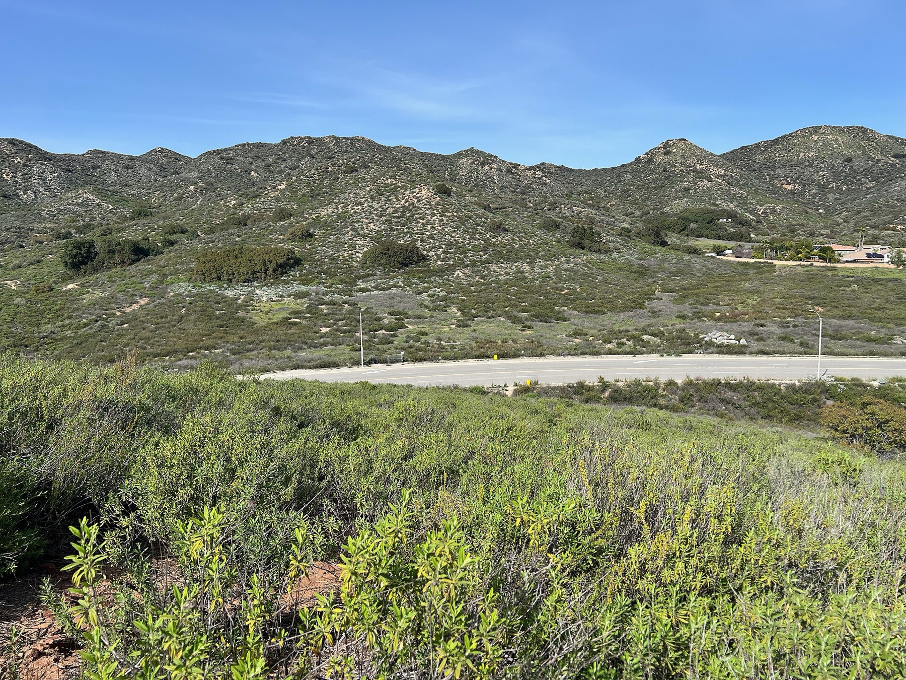 Black Sage — photo 5