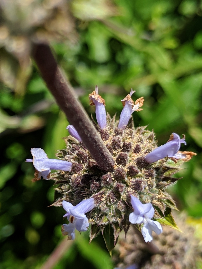 Black Sage — photo 24
