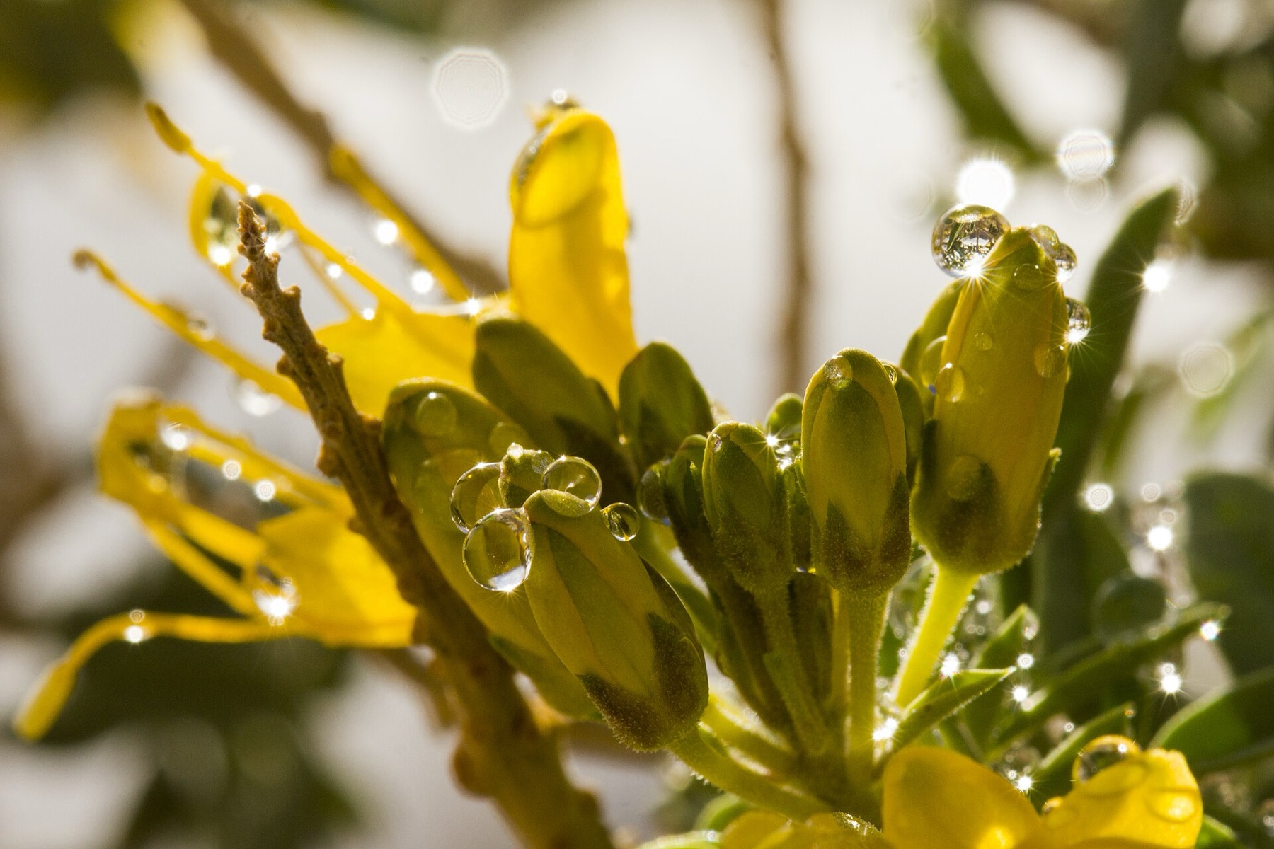 Bladderpod — photo 6