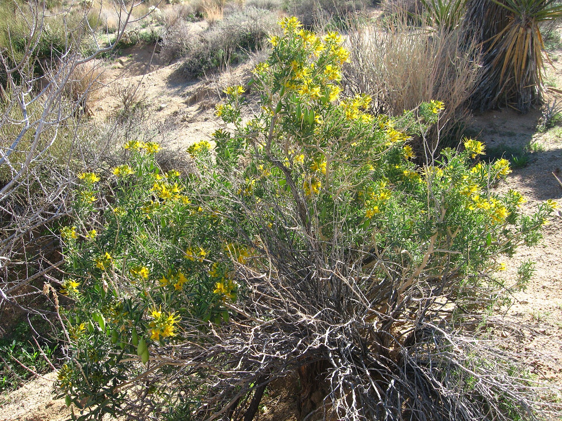 Bladderpod — photo 7