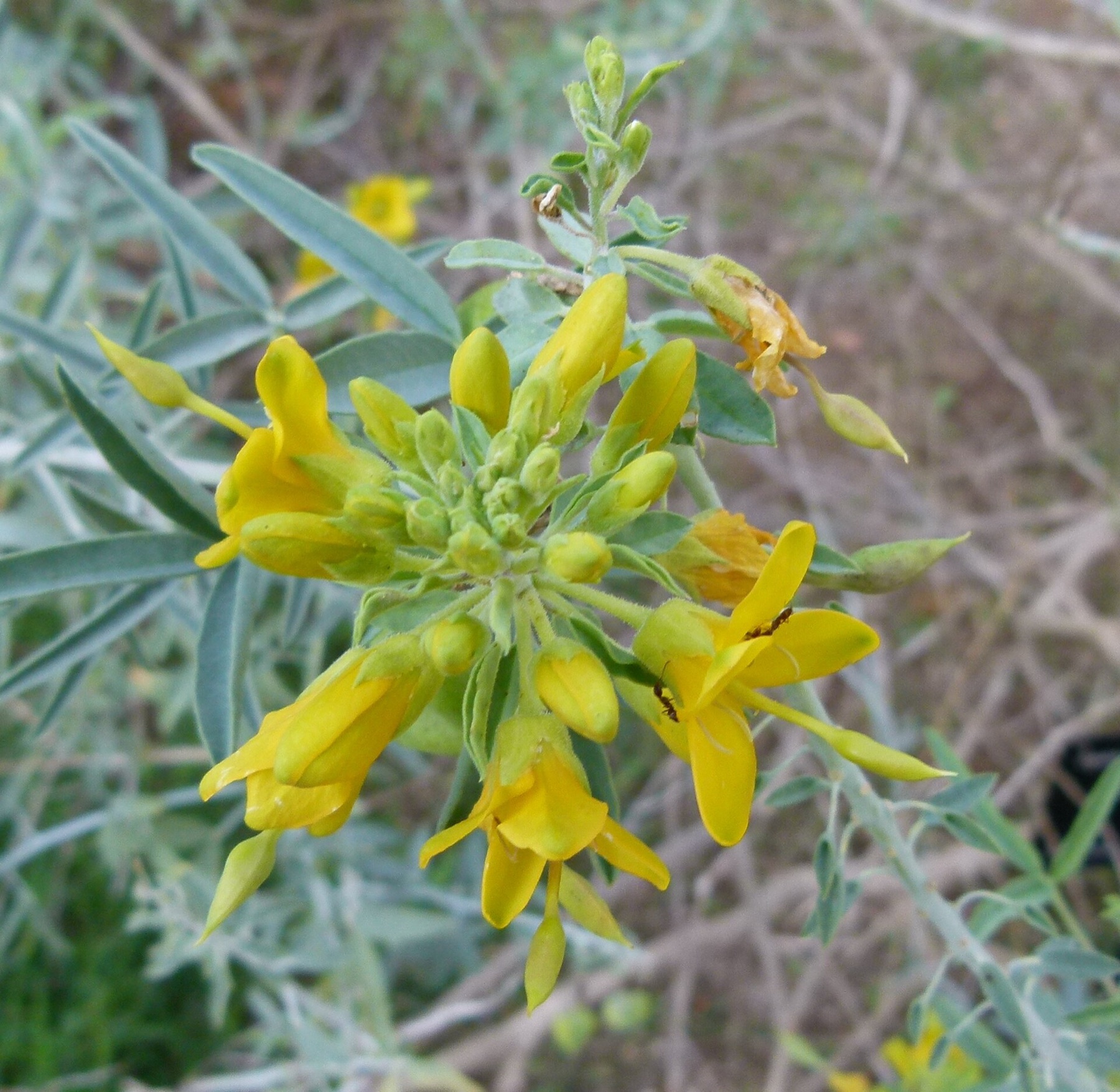 Bladderpod — photo 8