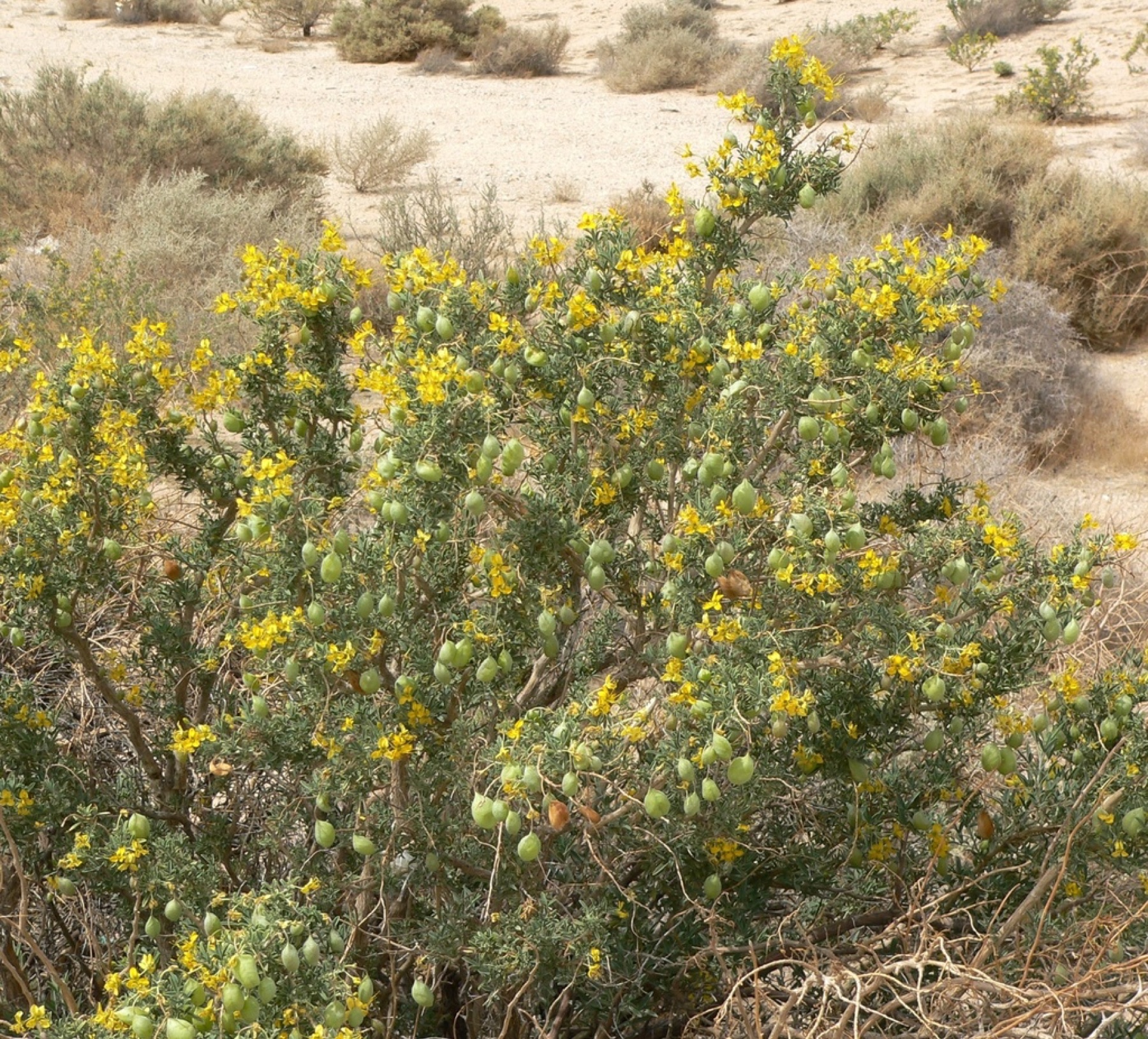 Bladderpod — photo 9