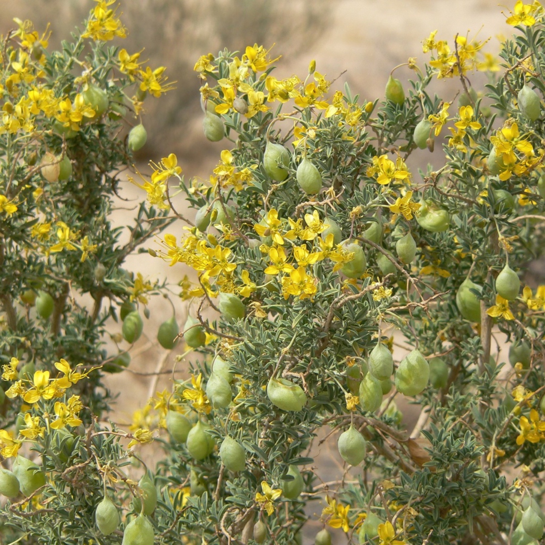 Bladderpod — photo 10