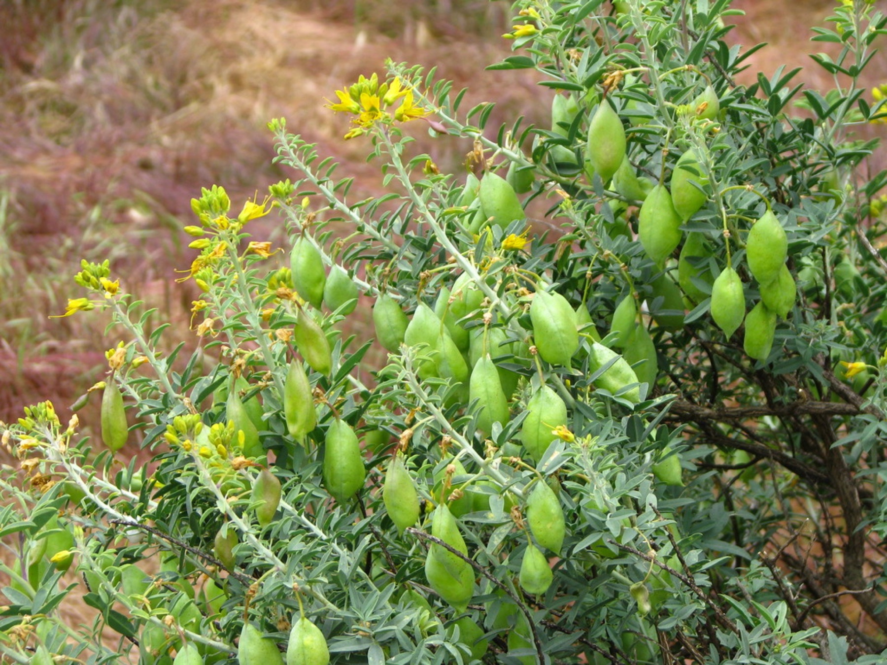 Bladderpod — photo 11