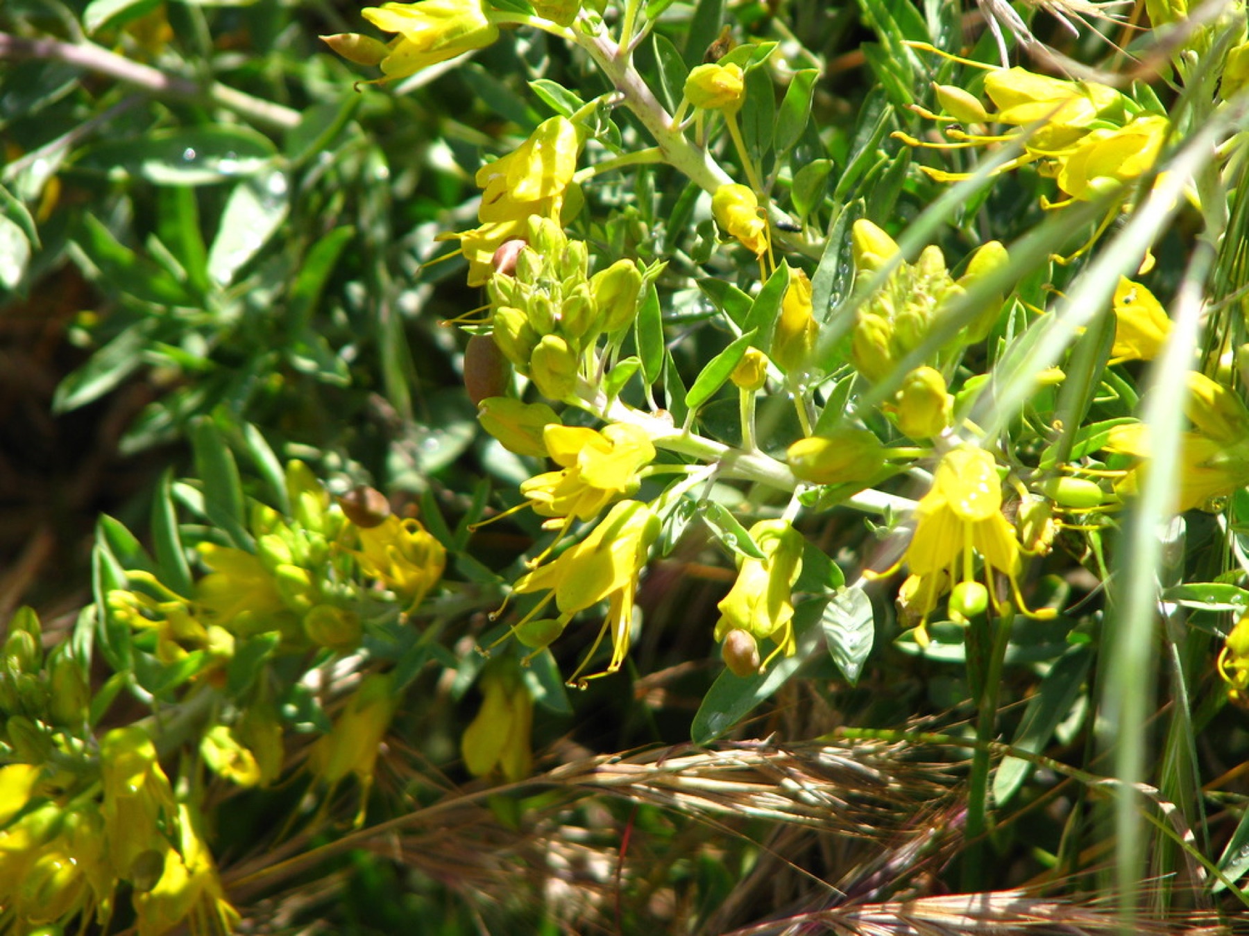 Bladderpod — photo 12