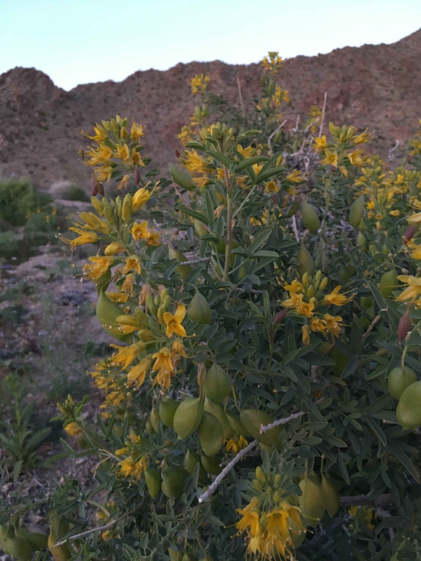 Bladderpod — photo 13