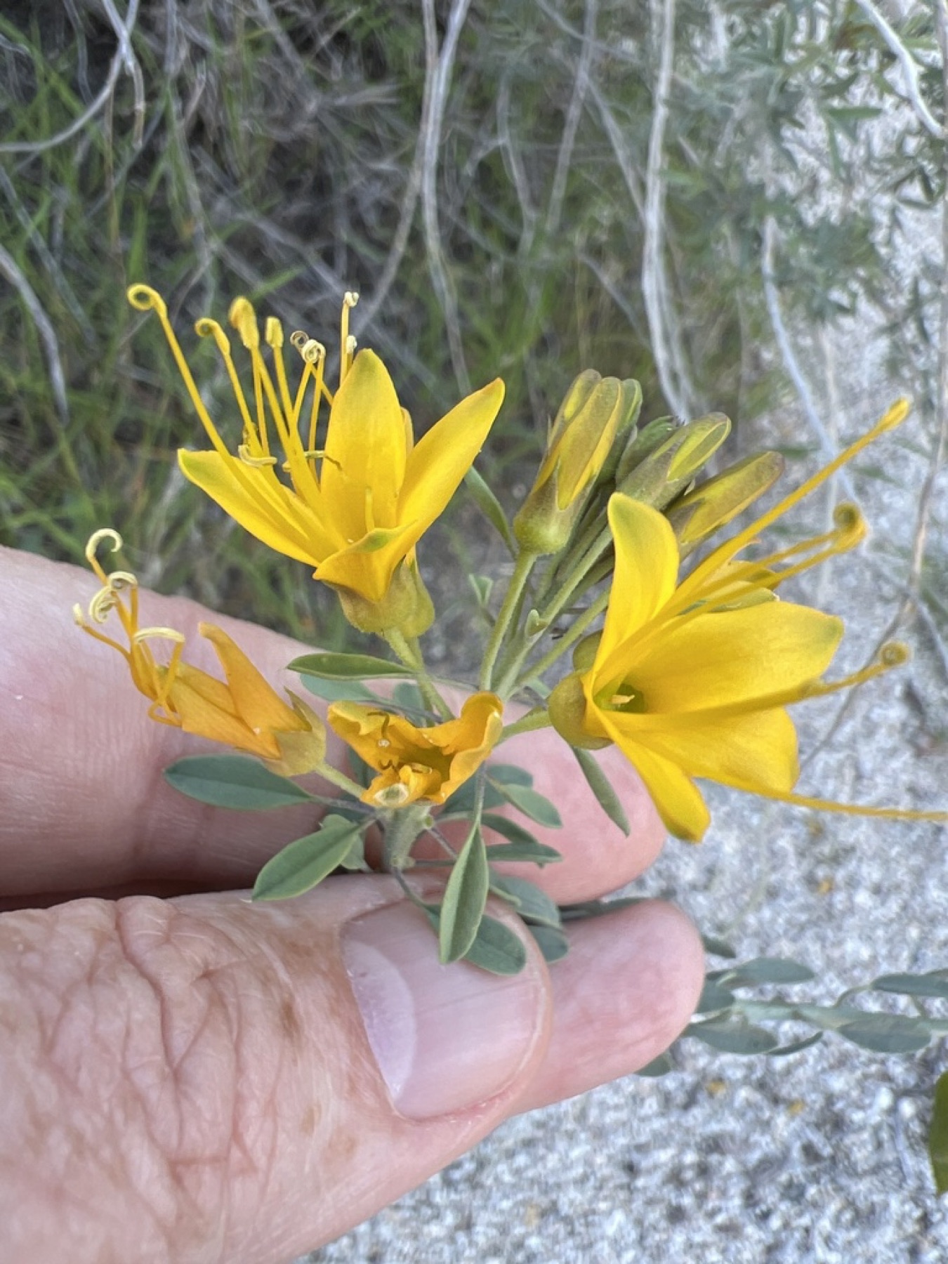 Bladderpod — photo 14