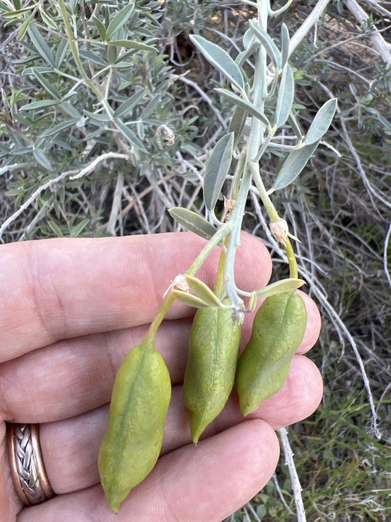 Bladderpod — photo 15