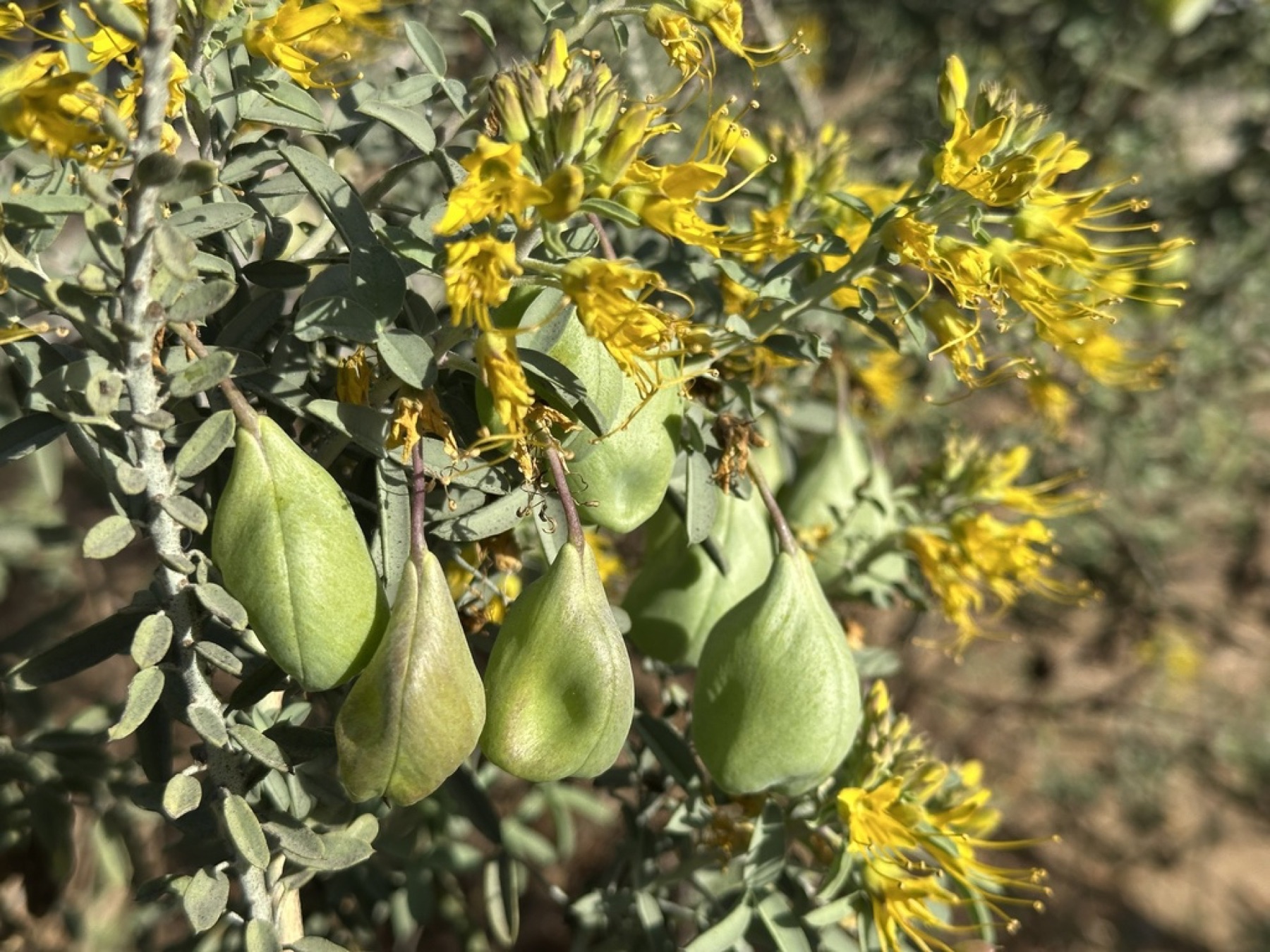 Bladderpod — photo 16