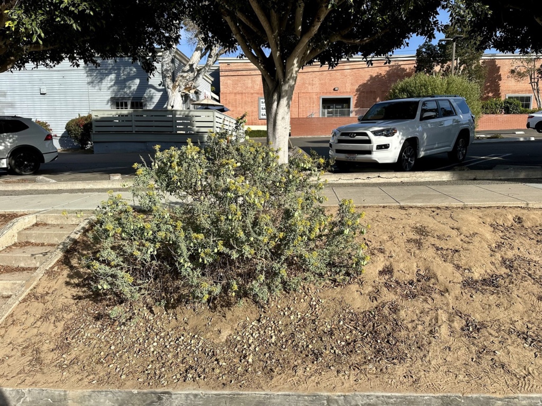 Bladderpod — photo 17