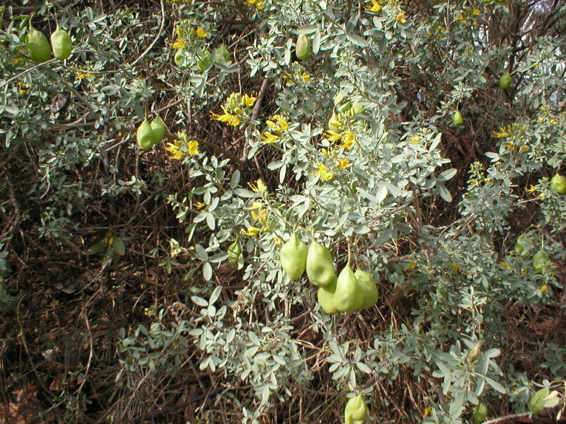 Bladderpod — photo 18