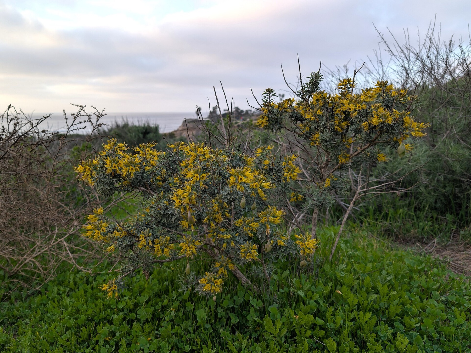 Bladderpod — photo 20