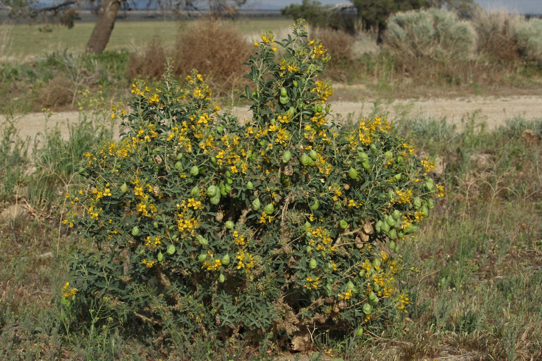 Bladderpod — photo 21