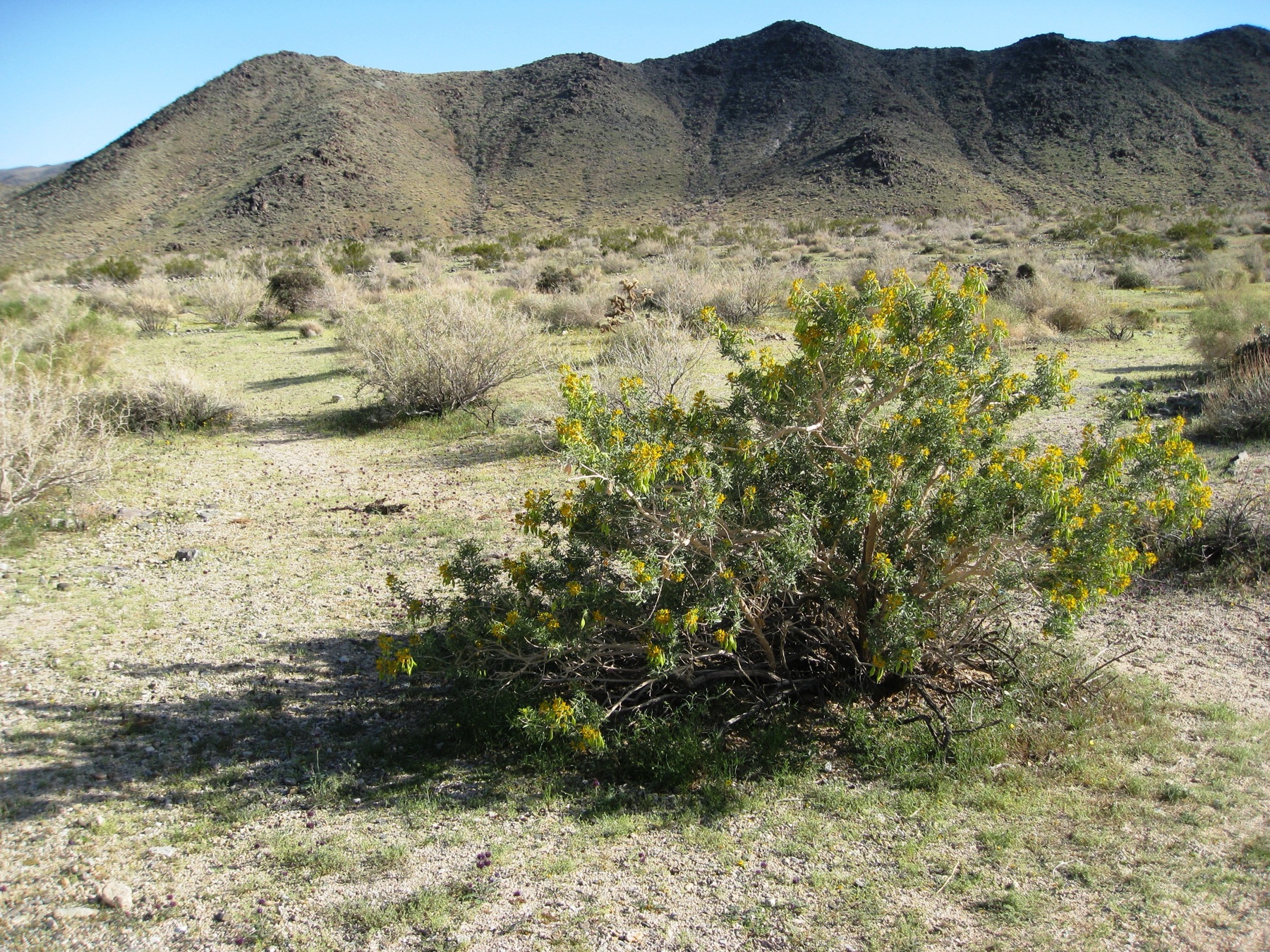 Bladderpod — photo 22