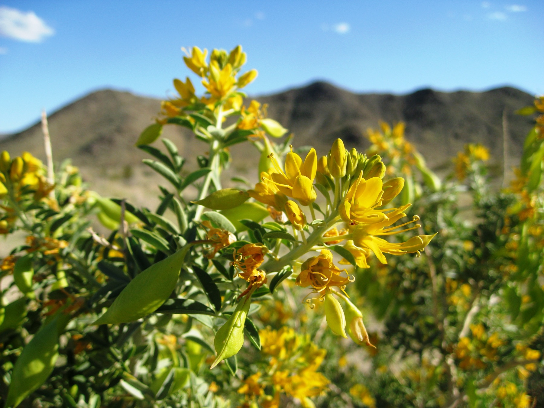 Bladderpod — photo 23