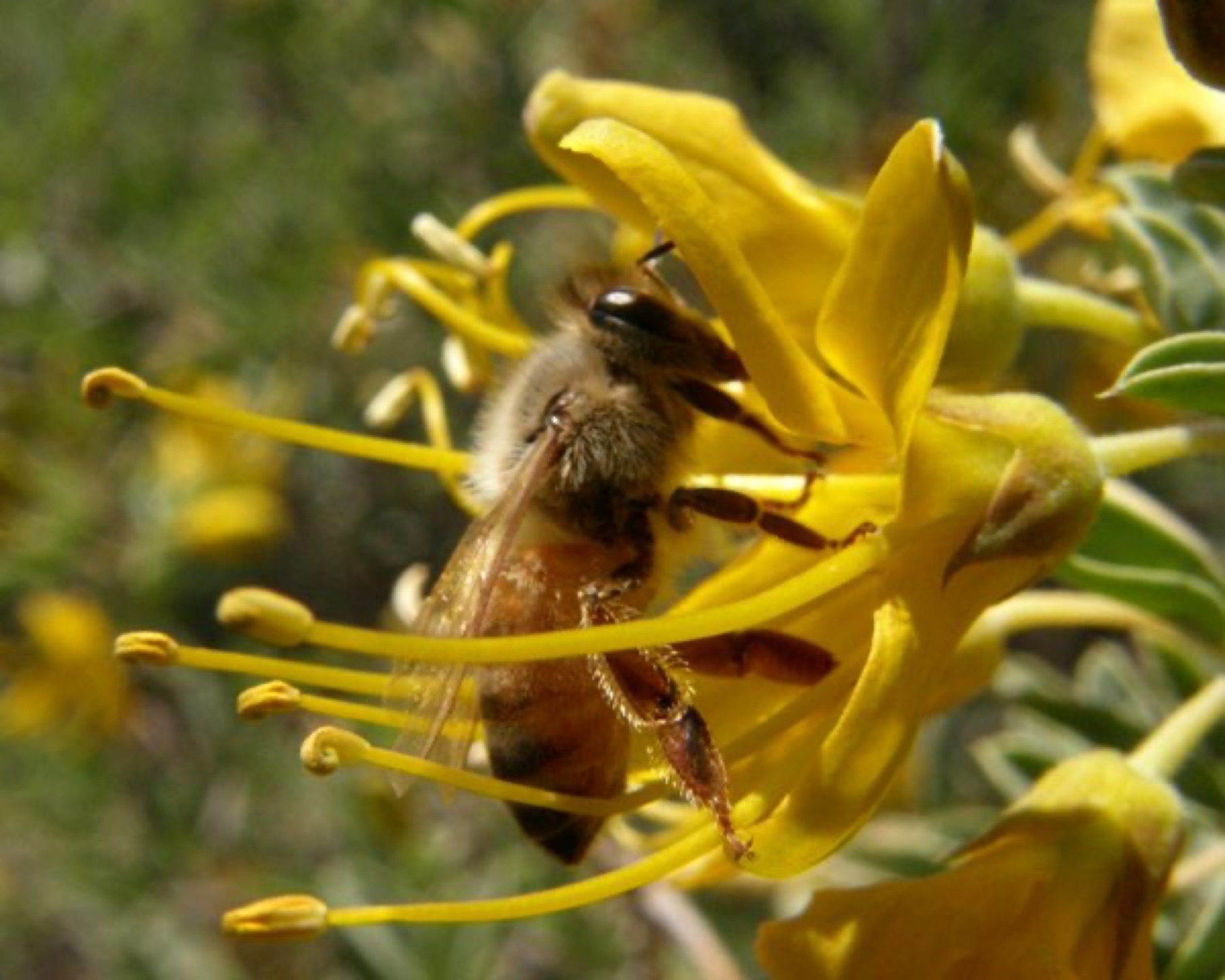 Bladderpod — photo 1