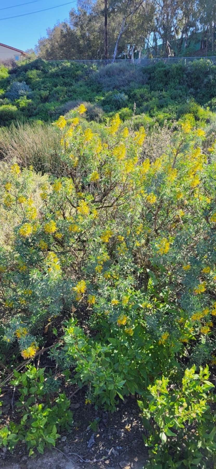Bladderpod — photo 2