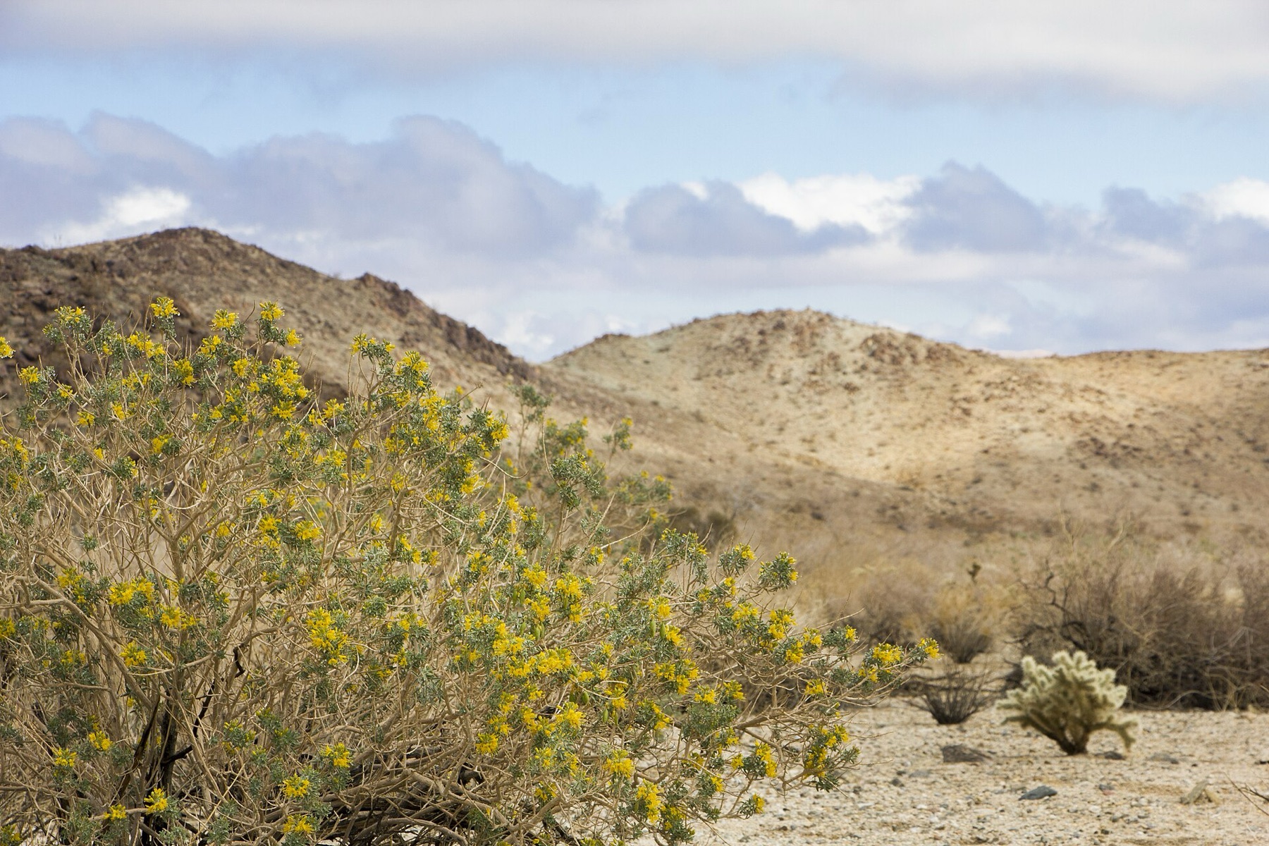 Bladderpod — photo 3