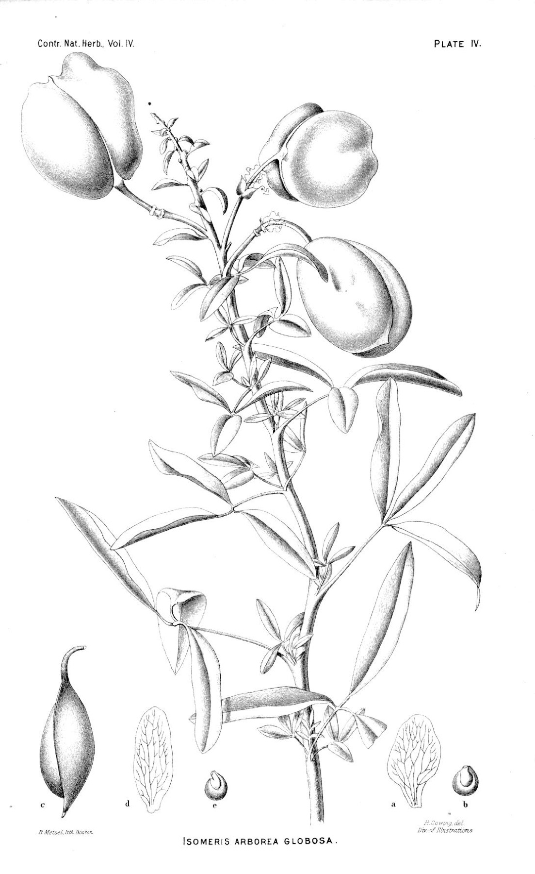 Bladderpod — photo 4