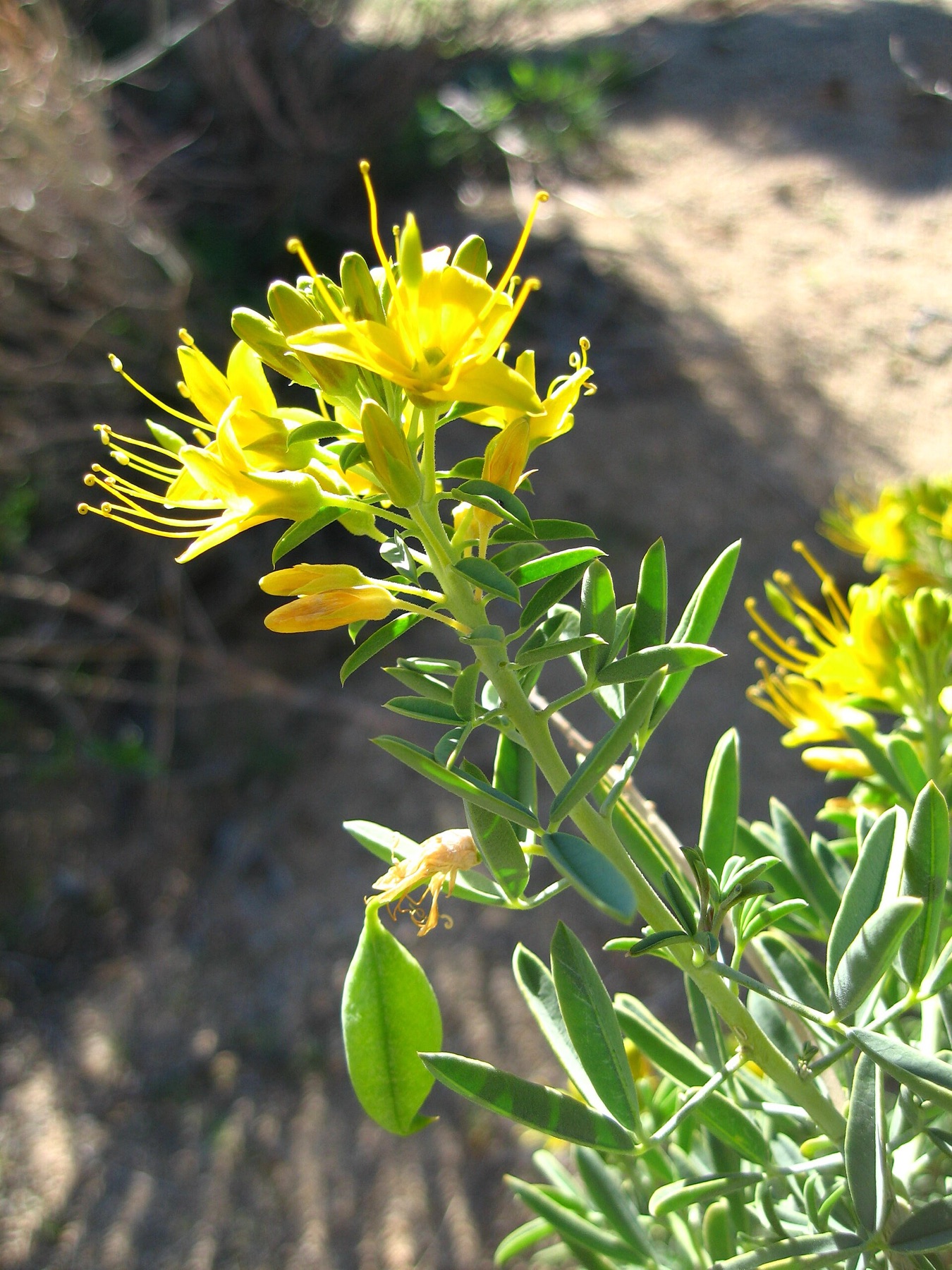 Bladderpod — photo 5