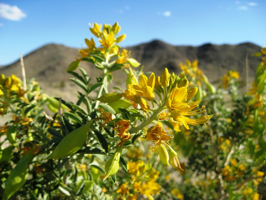 Bladderpod — photo 24