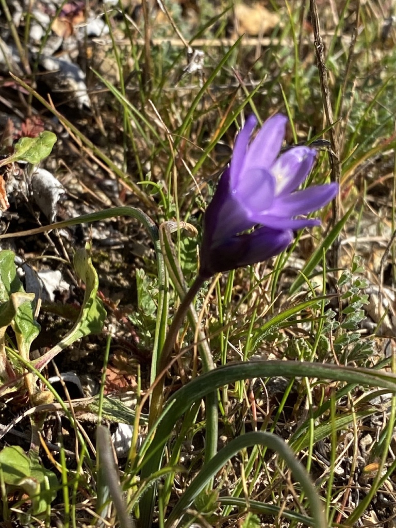 Blue Dicks — photo 14