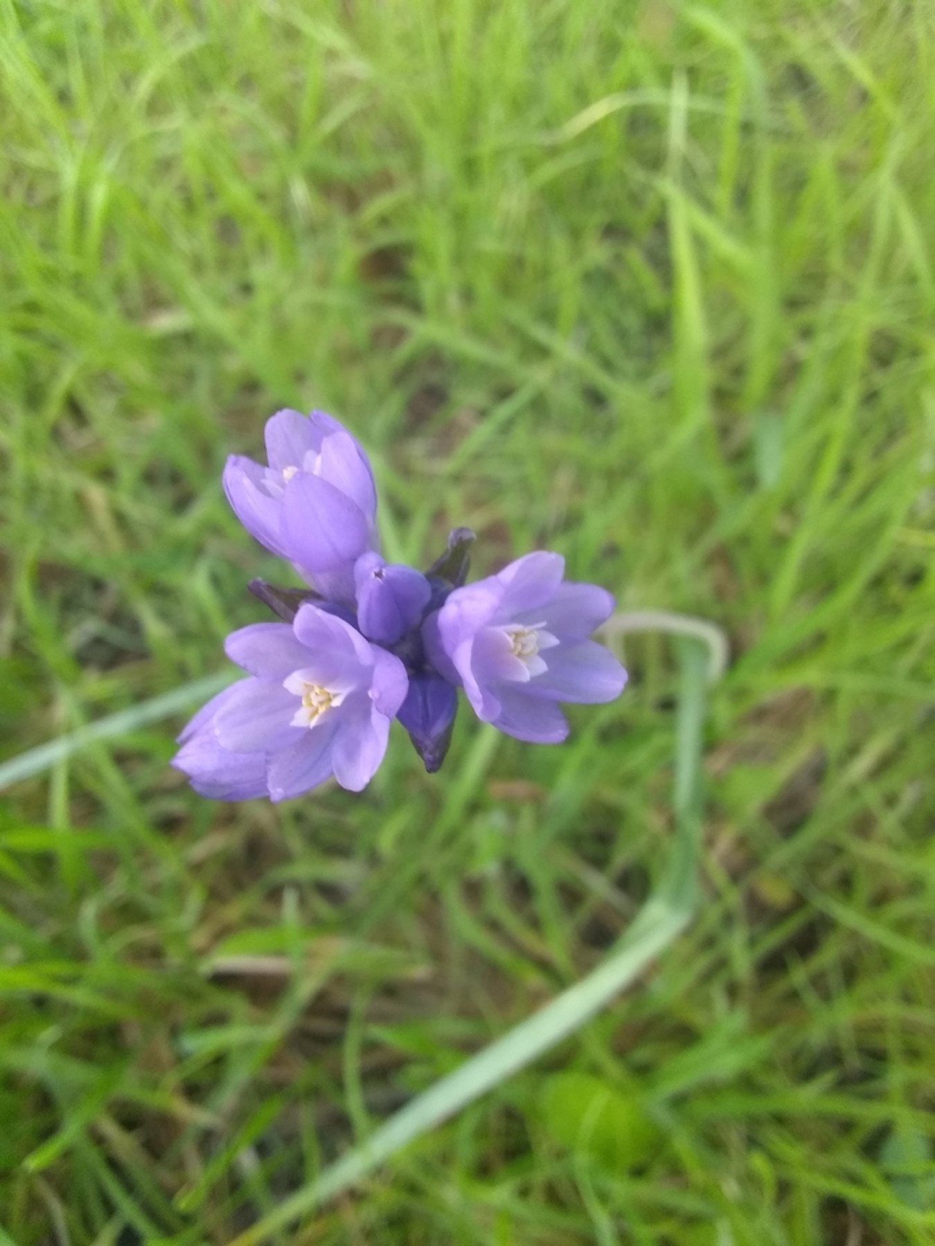 Blue Dicks — photo 15