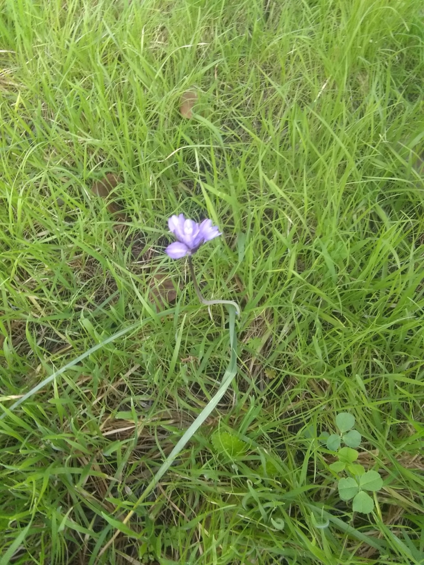 Blue Dicks — photo 16