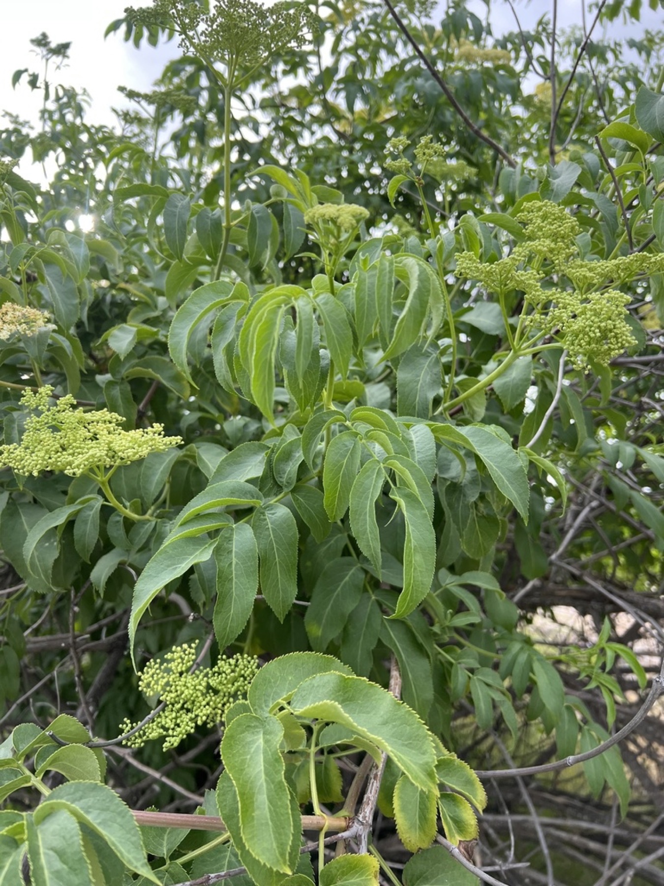 Blue Elderberry — photo 6