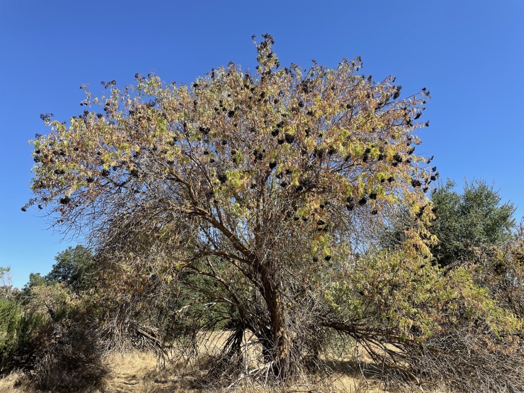 Blue Elderberry — photo 8