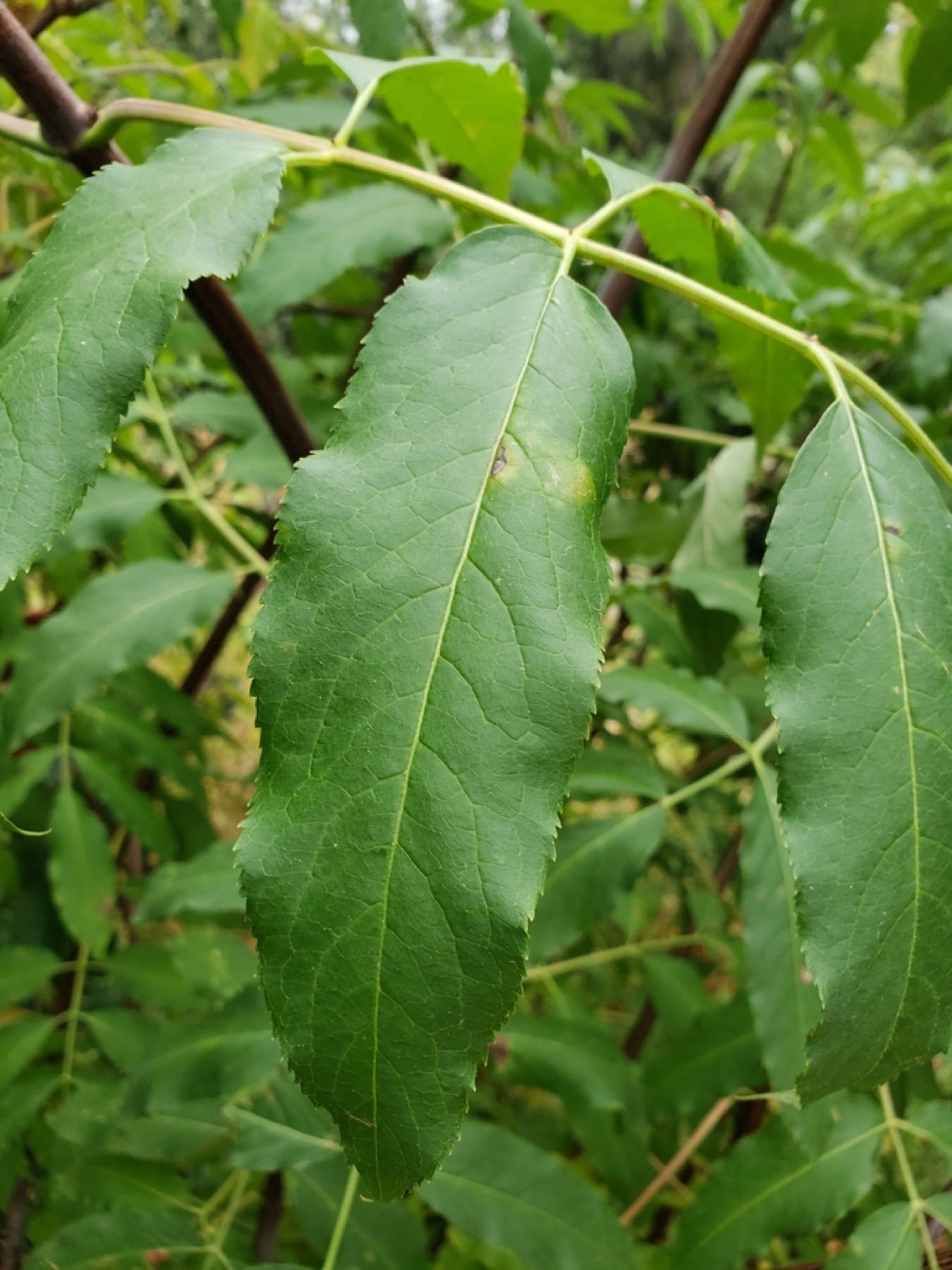 Blue Elderberry — photo 9