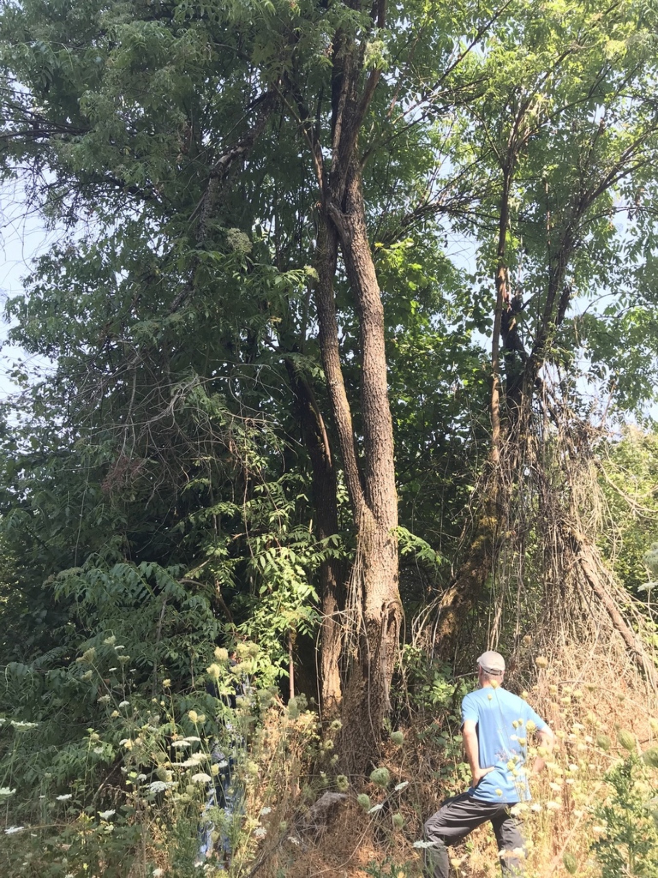 Blue Elderberry — photo 10