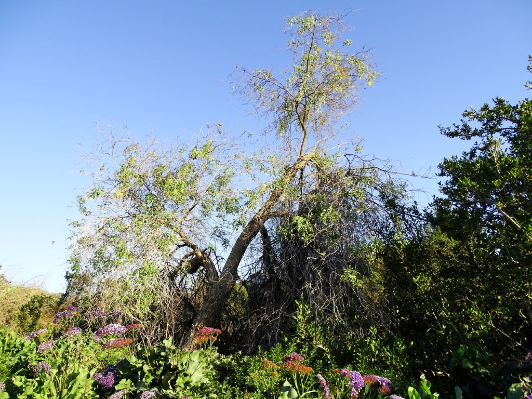 Blue Elderberry — photo 11