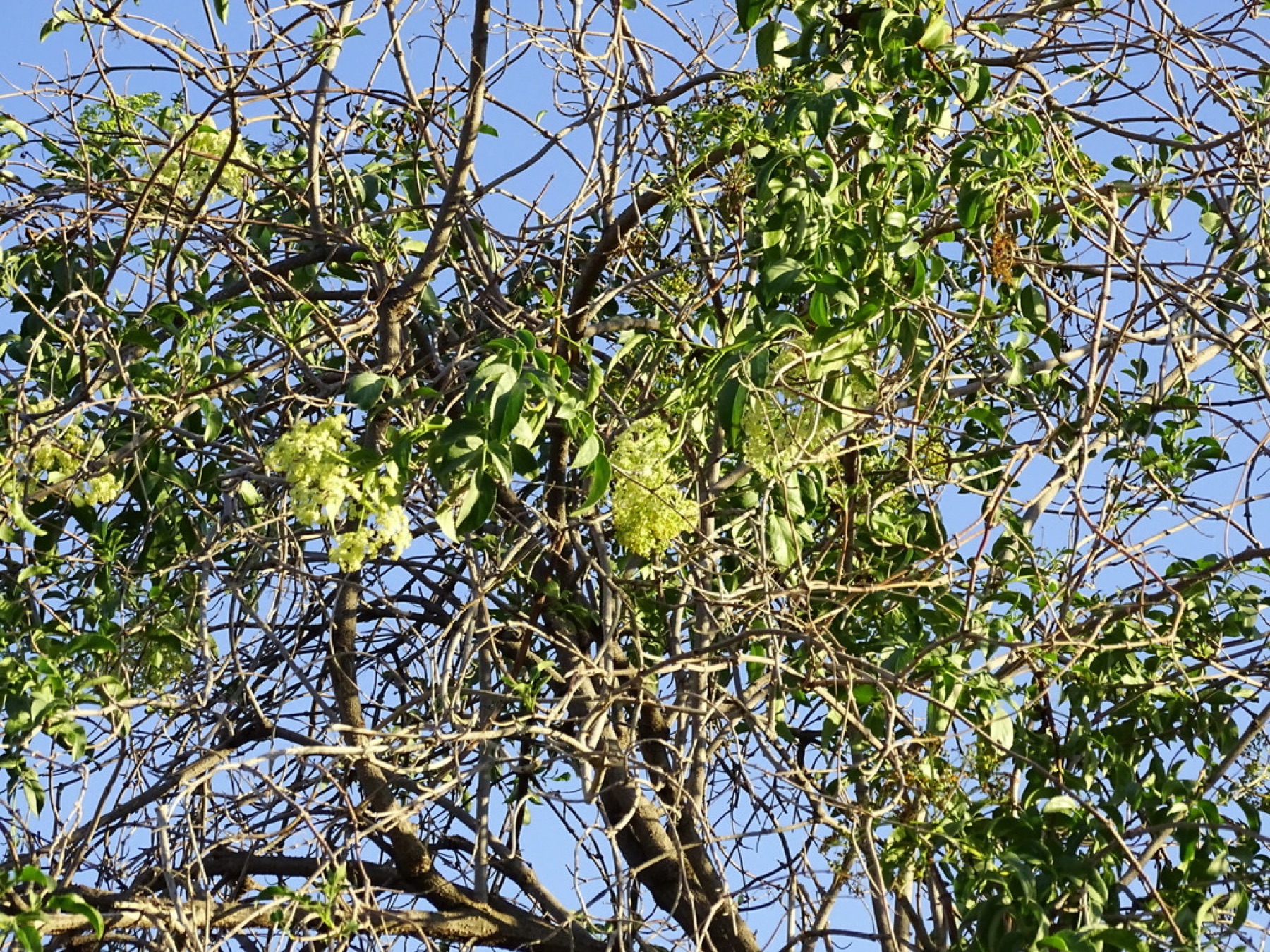 Blue Elderberry — photo 12