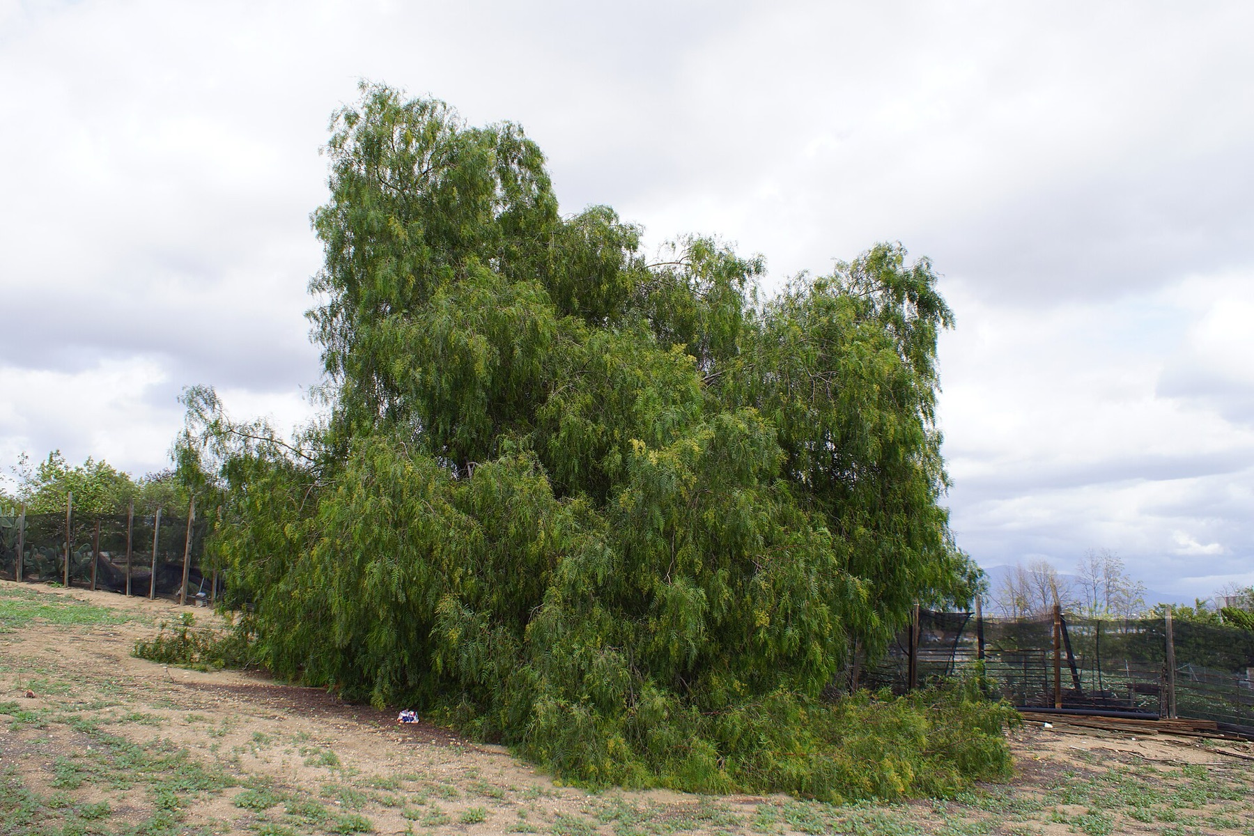 Blue Elderberry — photo 13