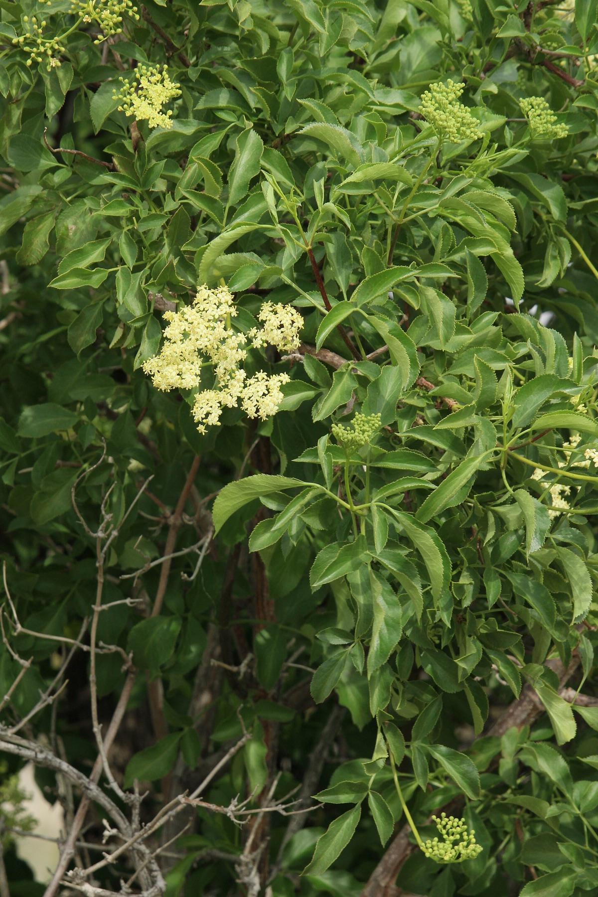 Blue Elderberry — photo 14