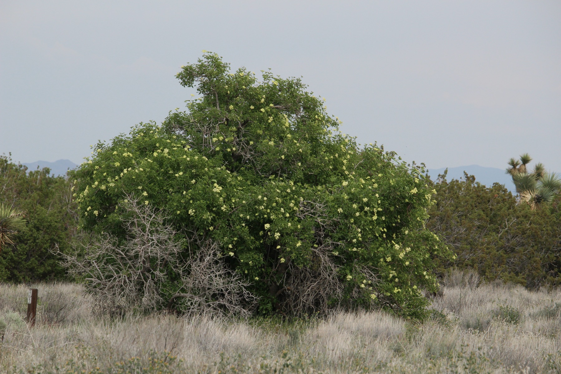 Blue Elderberry — photo 15