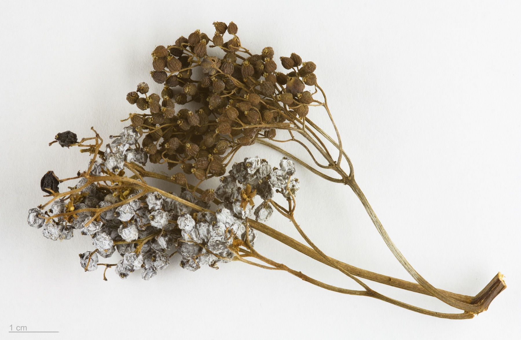 Blue Elderberry — photo 16