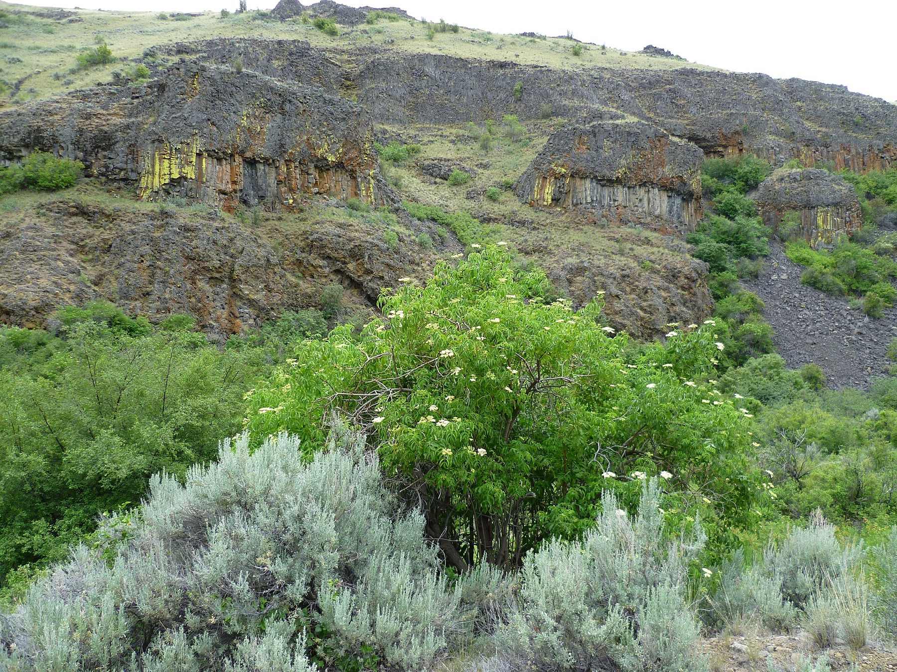 Blue Elderberry — photo 17