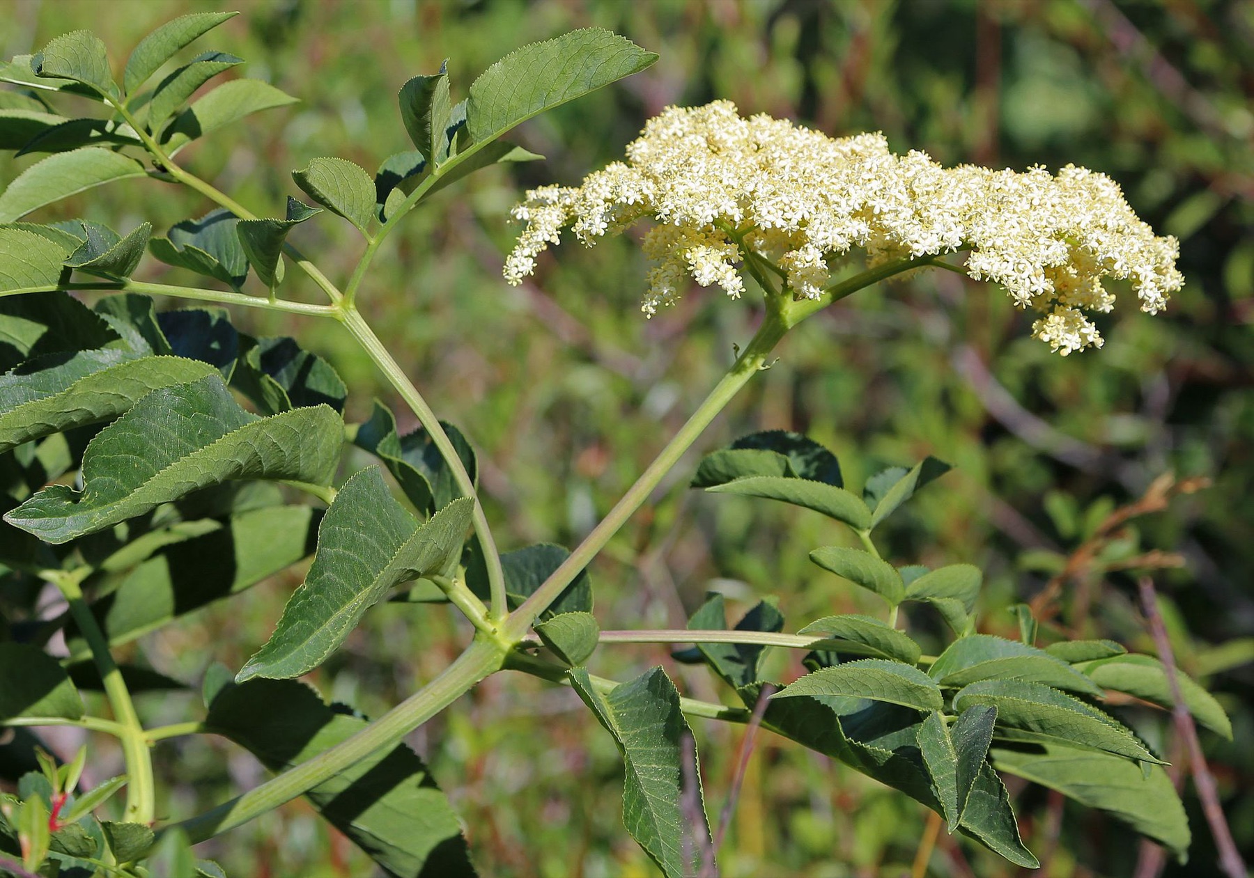 Blue Elderberry — photo 18
